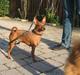 Dvaergpinscher Baily