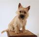 Cairn terrier Viki - død 1 august 2009