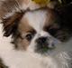 Blanding af racer Diva R.I.P*død 1/4-09