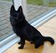 Schipperke Aslan