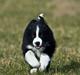 Border collie Asasara Fantastiske Bravo