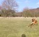 Rhodesian ridgeback Zulu