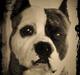 Amerikansk staffordshire terrier Mean  R.I.P