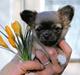 Chihuahua *Pixie <3*