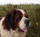 Sankt bernhardshund Rollo R.I.P