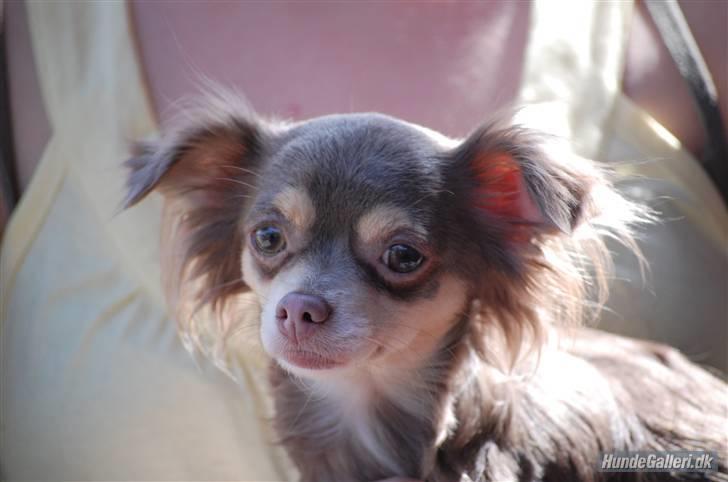 Chihuahua sns bolette nyby's Beta billede 2