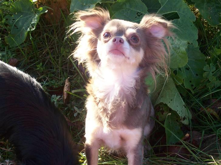 Chihuahua sns bolette nyby's Beta billede 3