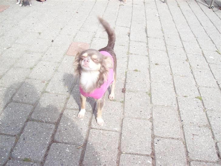 Chihuahua sns bolette nyby's Beta billede 4