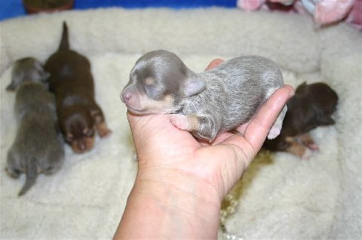 Chihuahua sns bolette nyby's Beta - beta som helt lille baby men hun stadig var hos sin hundemor i usa billede 5