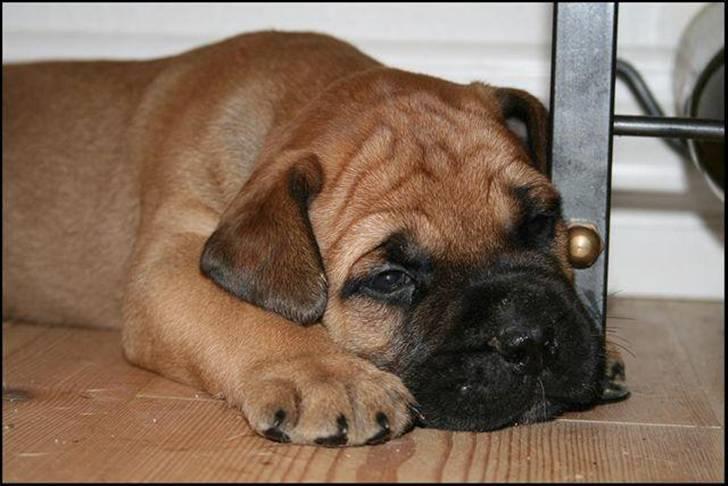 Bullmastiff Karla - Ca. 4 uger billede 1