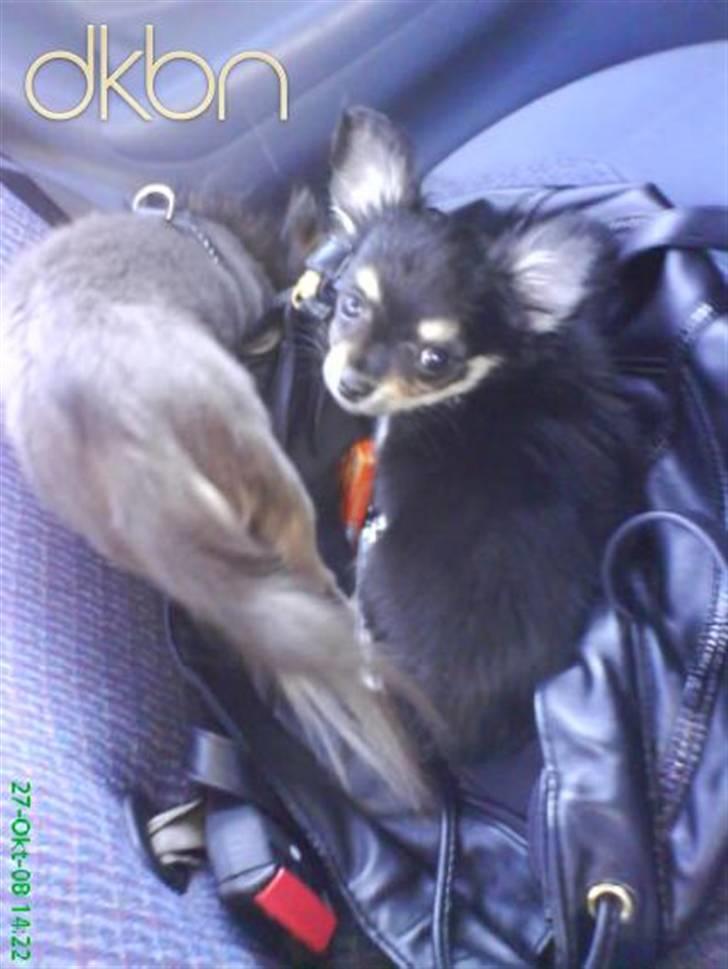 Chihuahua Louis Vuitton Hansen - for 2 måneder siden... men han er vokset lidt... billede 1
