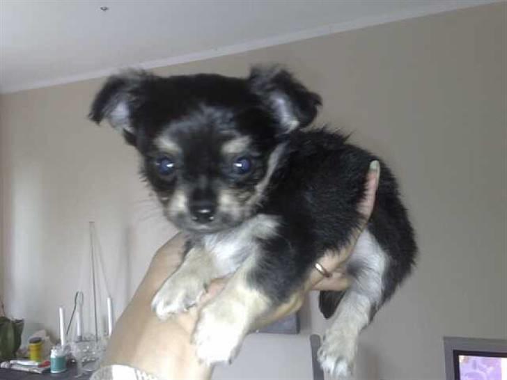 Chihuahua Louis Vuitton Hansen - også fra dagen han blev hentet billede 2