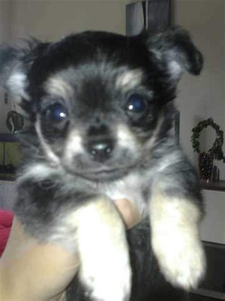 Chihuahua Louis Vuitton Hansen - også dagen han blev hentet billede 3