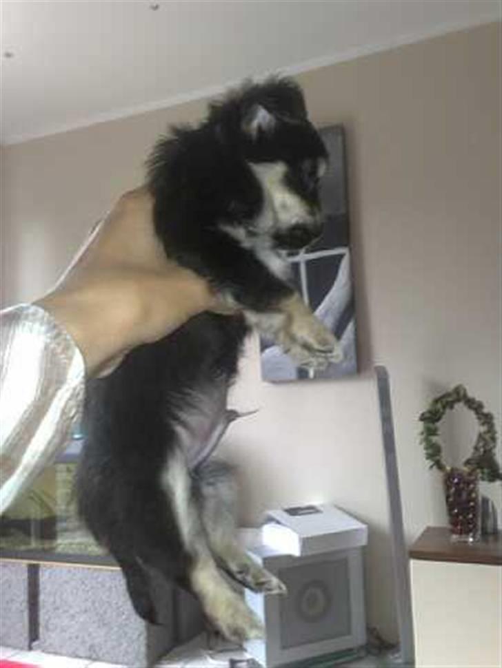 Chihuahua Louis Vuitton Hansen - da jeg hentede ham i septemper billede 4