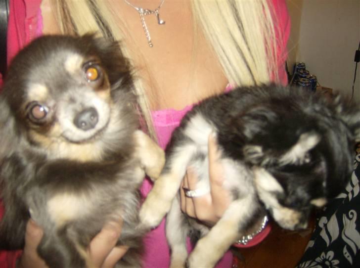 Chihuahua Louis Vuitton Hansen - hans far i brun, og louis til højre... billede 5