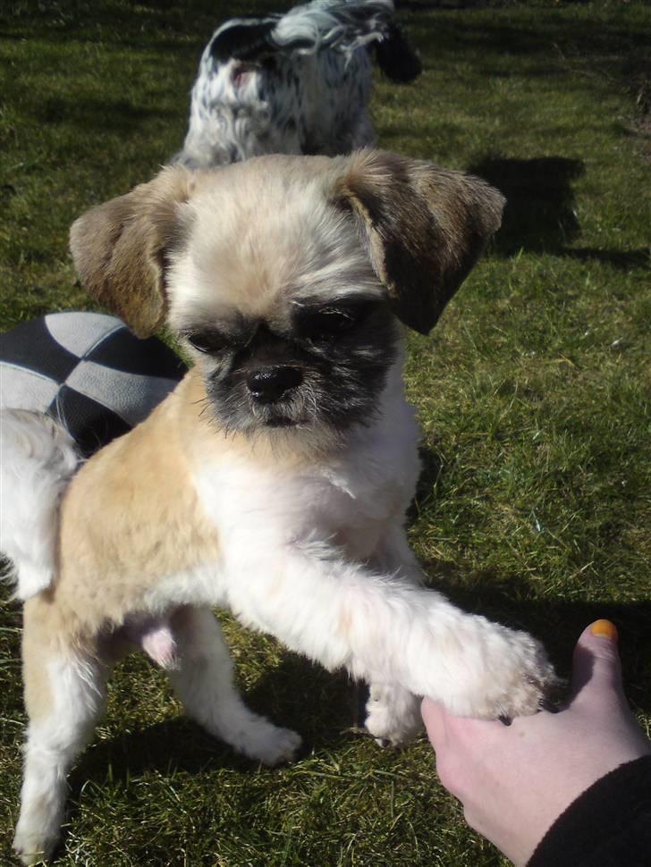 Shih tzu Futte billede 4