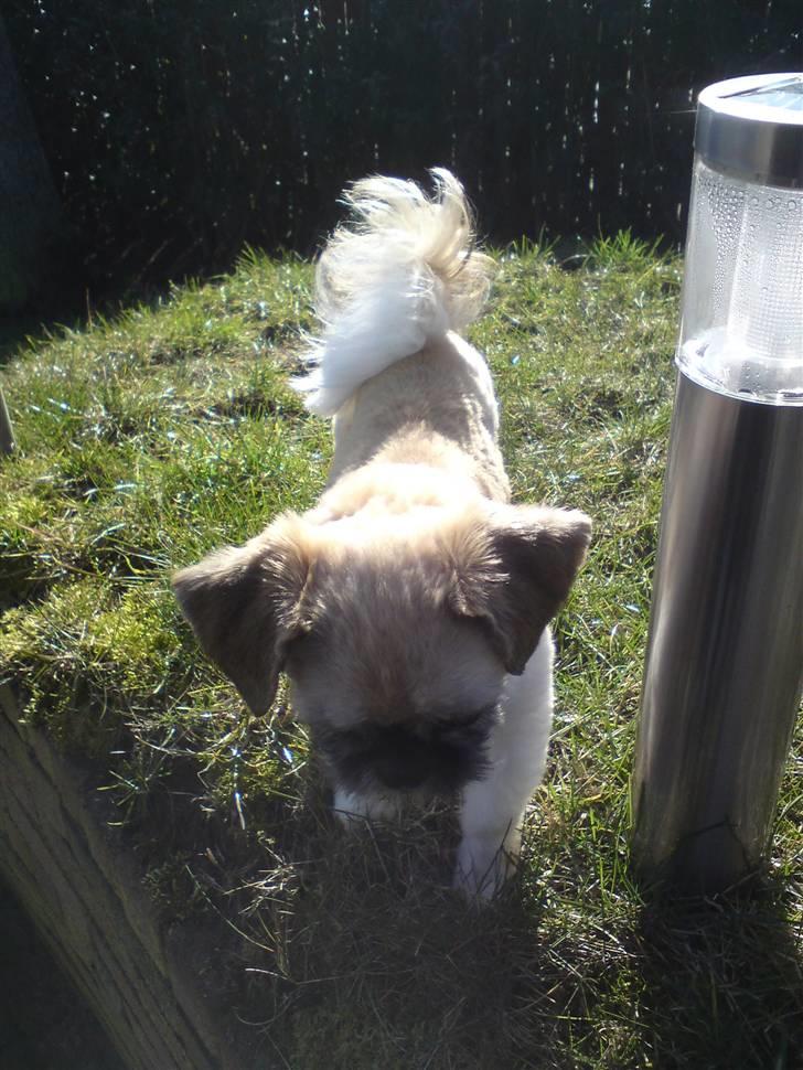Shih tzu Futte billede 5