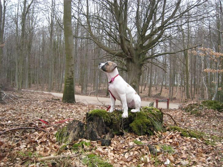 Amerikansk bulldog Sheja  - 22 marts søndags tur i skoven. lidt over 13 uger. billede 6