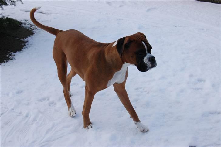 Boxer Nala - 19. Puuuuh, det er koldt for mine føder billede 19