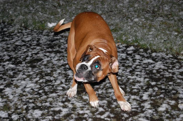 Boxer Nala - 20. Sneet lander på mig ! billede 20