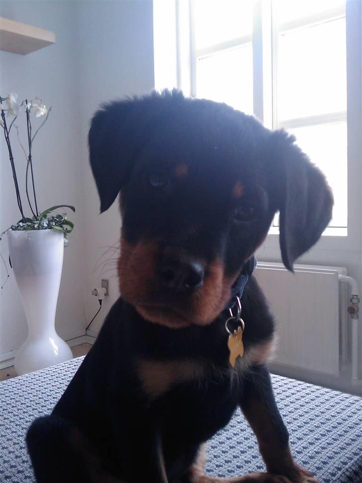 Rottweiler Biggi Smalls billede 5
