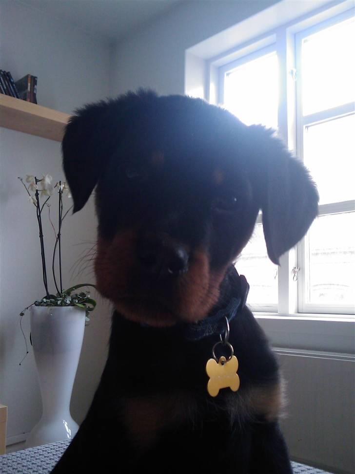 Rottweiler Biggi Smalls billede 6