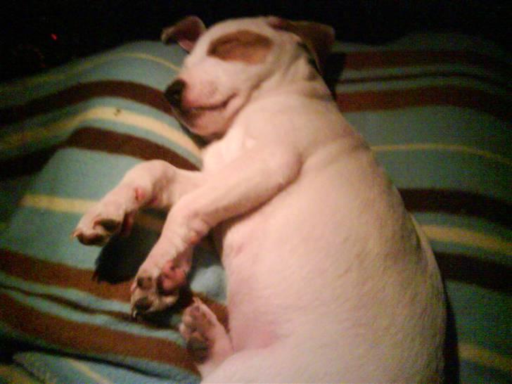 Jack russell terrier Bowie billede 3