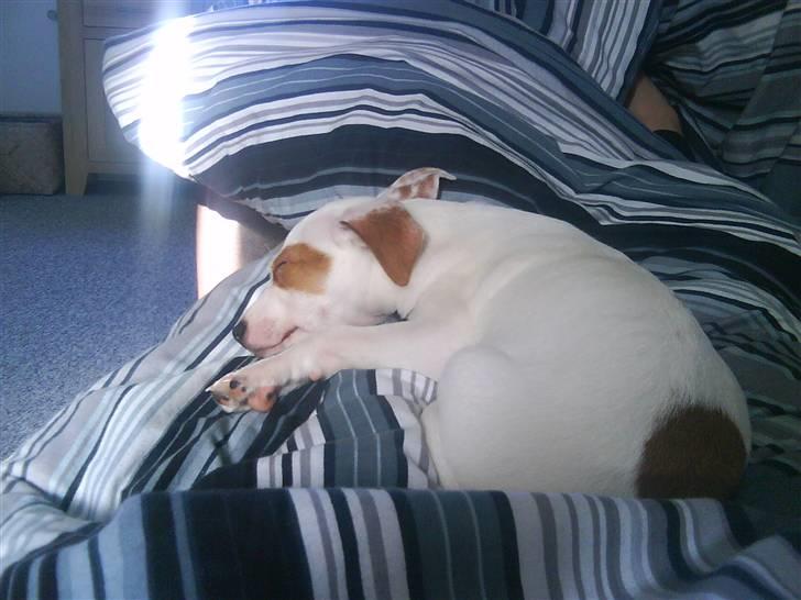 Jack russell terrier Bowie billede 4