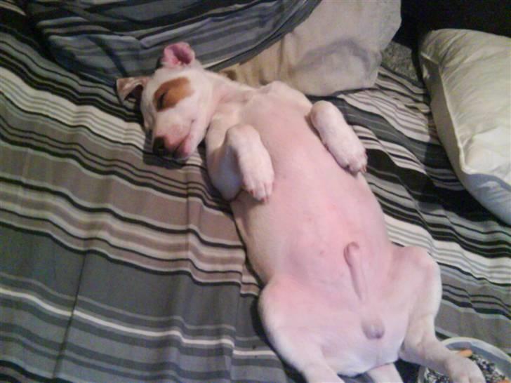 Jack russell terrier Bowie billede 5