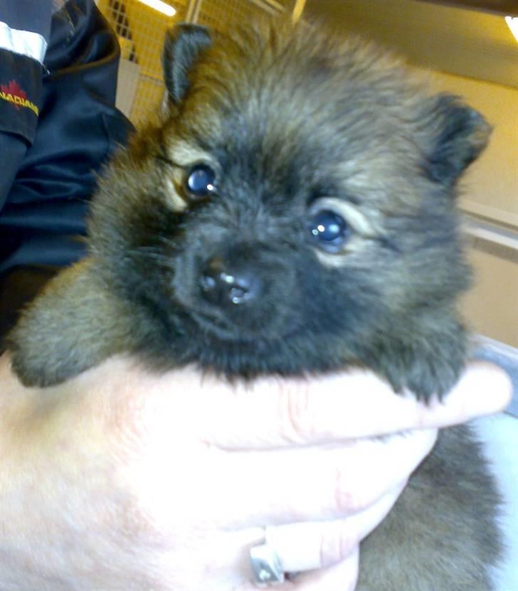 Pomeranian Soffie - 4 uger billede 5
