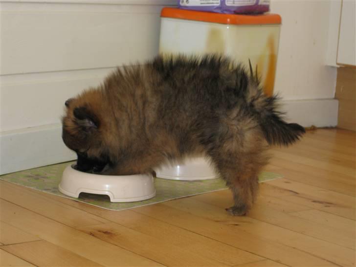 Pomeranian Soffie - 8 uger billede 6