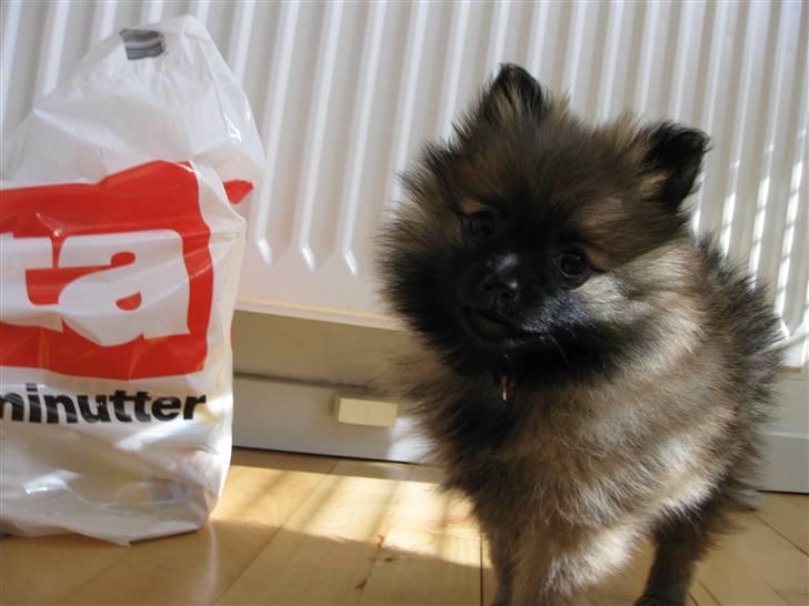 Pomeranian Soffie - 8 uger billede 7