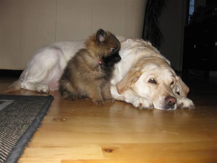 Pomeranian Soffie - 8 uger - Daisy er på besøg billede 8