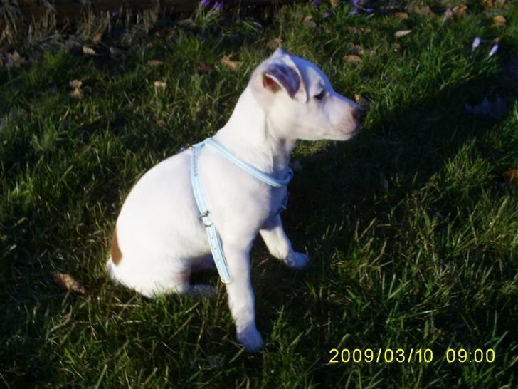 Jack russell terrier Bowie billede 6