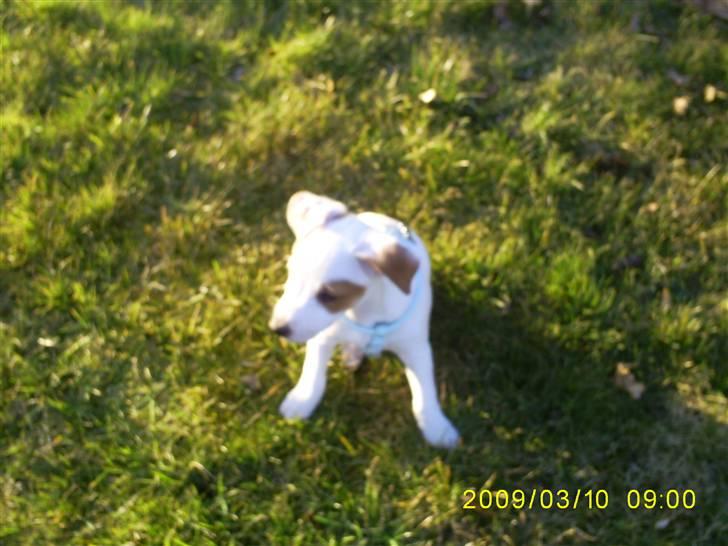 Jack russell terrier Bowie billede 7