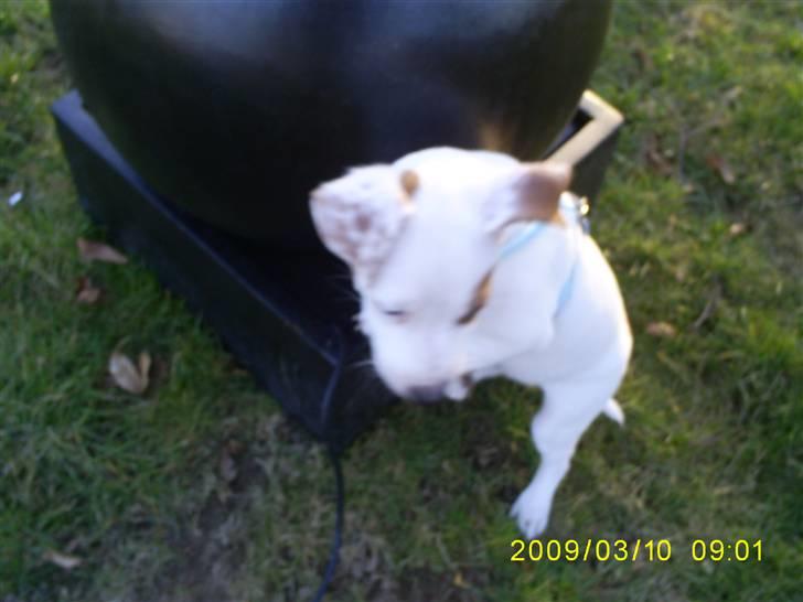 Jack russell terrier Bowie billede 8