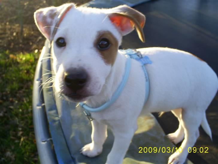 Jack russell terrier Bowie billede 9