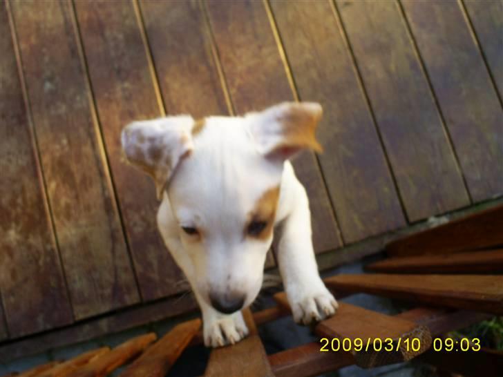 Jack russell terrier Bowie billede 10