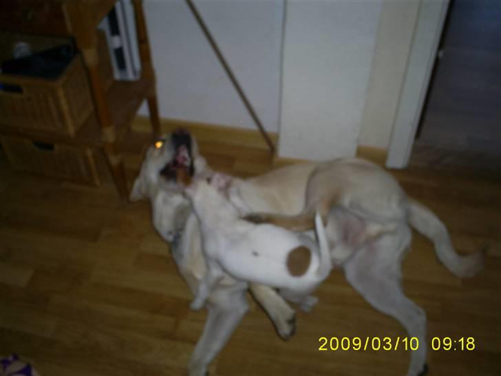 Jack russell terrier Bowie billede 11