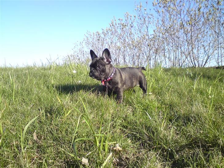 Fransk bulldog Gutzo billede 1