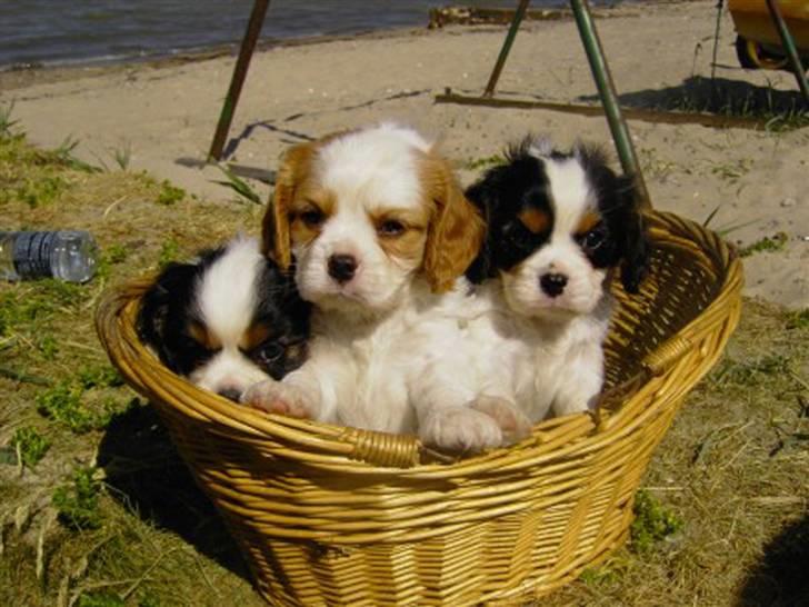 Cavalier king charles spaniel Freya billede 1