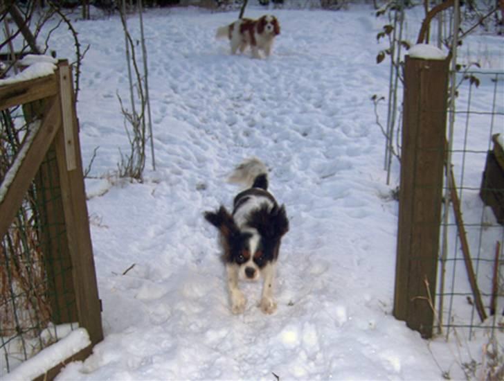 Cavalier king charles spaniel Freya billede 2