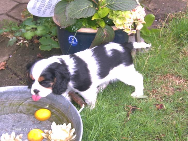 Cavalier king charles spaniel Freya billede 3