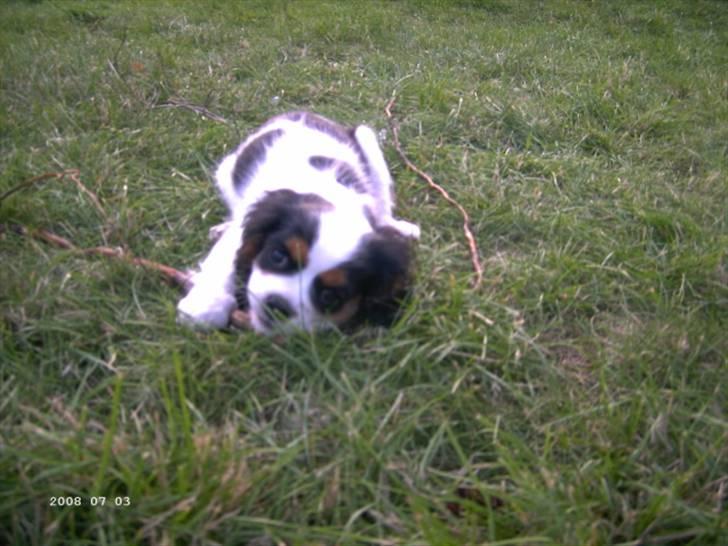 Cavalier king charles spaniel Freya billede 4