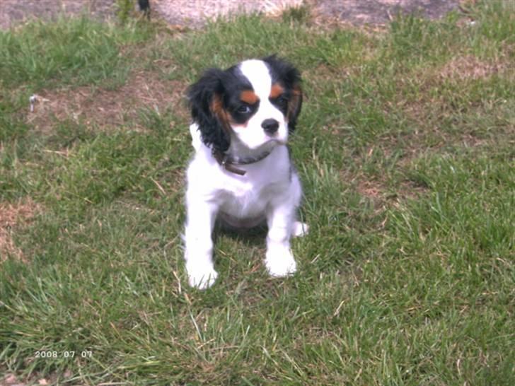 Cavalier king charles spaniel Freya billede 5