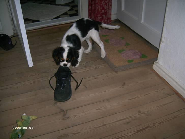 Cavalier king charles spaniel Freya billede 6