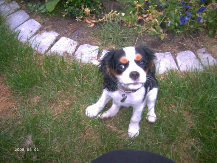 Cavalier king charles spaniel Freya billede 7