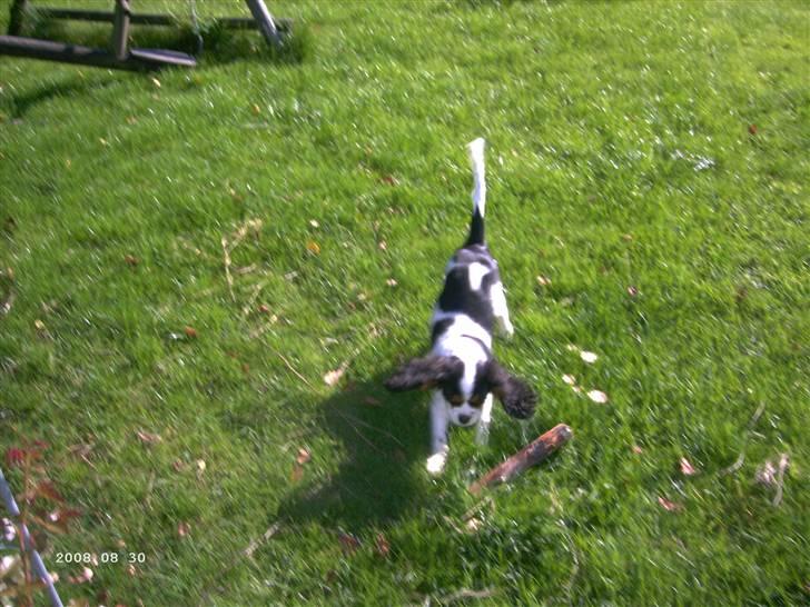 Cavalier king charles spaniel Freya billede 8