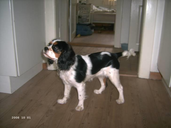 Cavalier king charles spaniel Freya billede 9