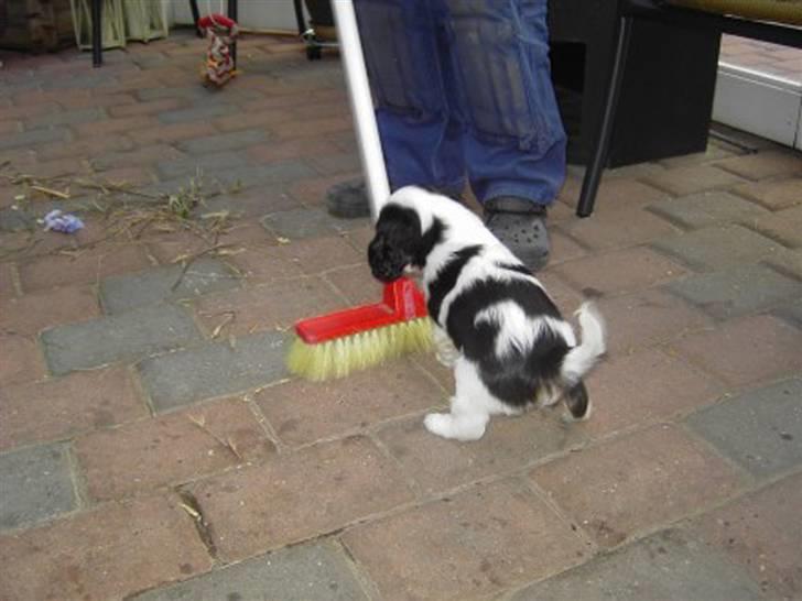 Cavalier king charles spaniel Freya billede 10